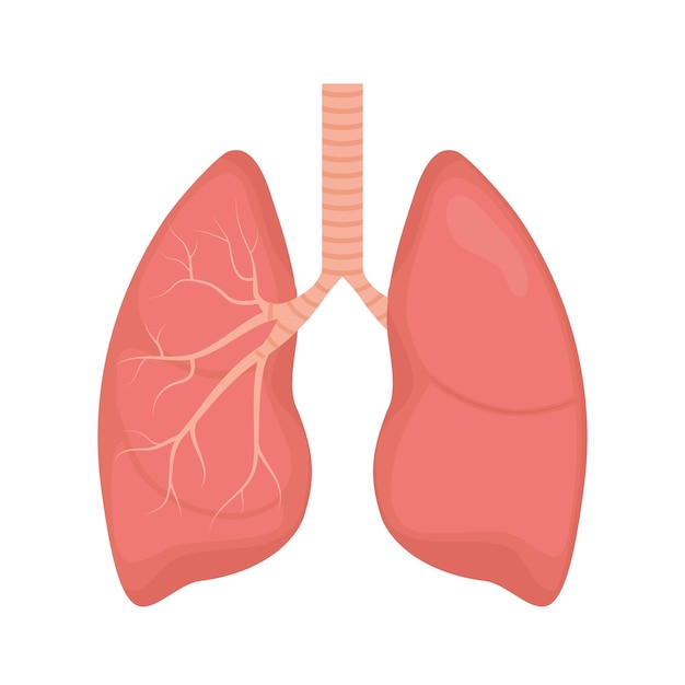 Vector lung human icon respiratory system healthy lungs anatomy flat medical organ icon