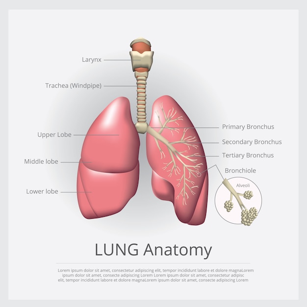 Lung with detail illustration