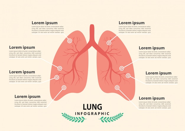 Lungs anatomy infographic.