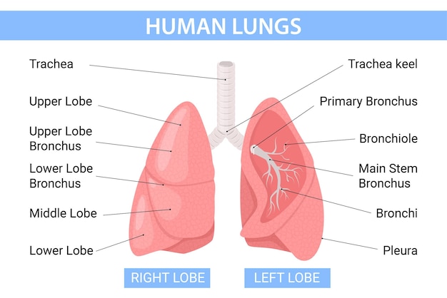 Плоская инфографика легких с редактируемыми текстовыми подписями, указывающими на красочное изображение профиля векторной иллюстрации легких человека