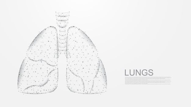 Vector lungs of human anatomy structure line connection low poly wireframe design