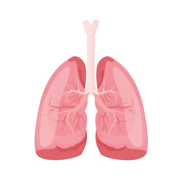 Lungs human internal organ Illustration of human lungs Vector illustration