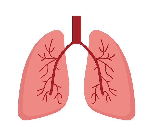 Lungs human organ Vector illustration