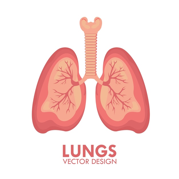 Lungs Human Respiratory Organ Isolated Vector Illustration