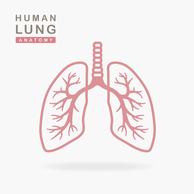 Vector lungs icon isolated on white background