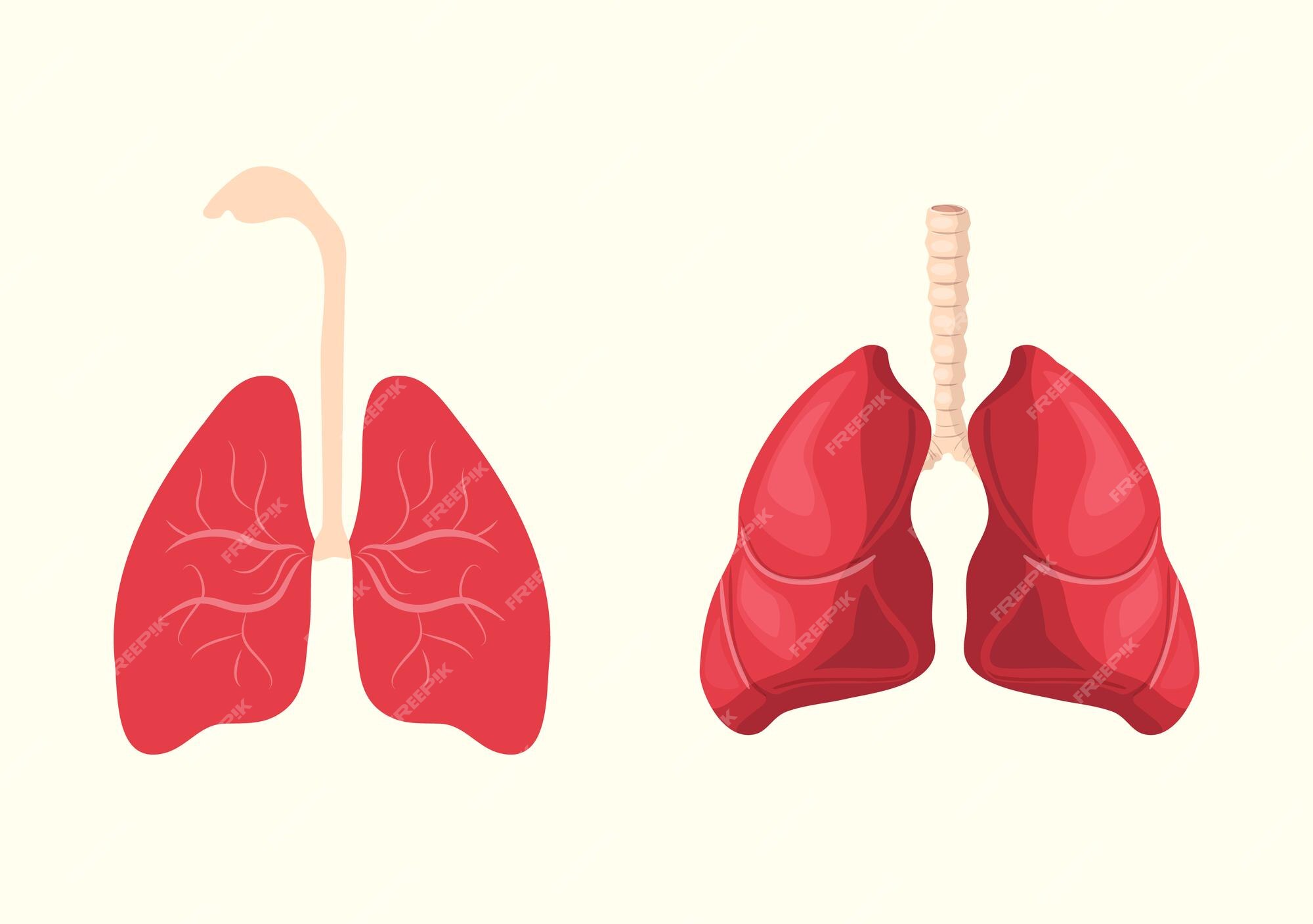 Healthy Lungs Internal Human Organ Illustration Stock Illustration -  Download Image Now - Lung, Illustration, Infographic - iStock