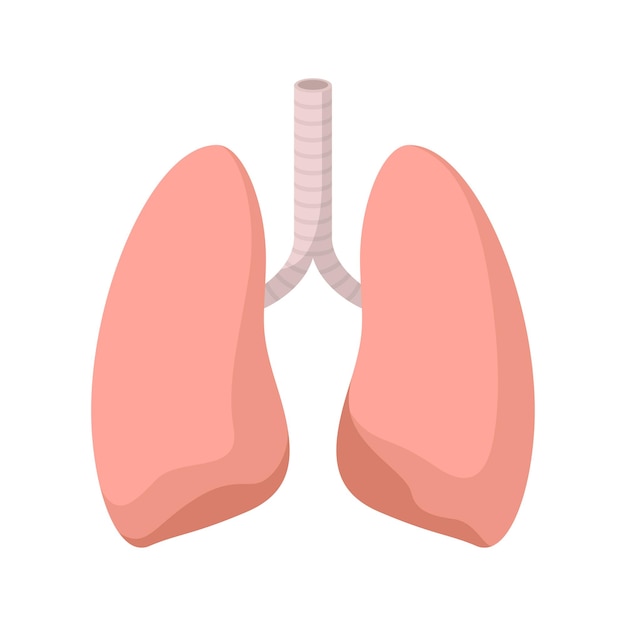 白い背景で隔離の肺