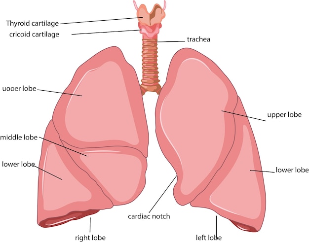 Vector lungs medical illustration