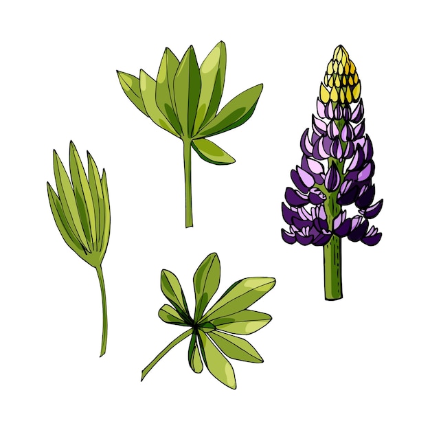 Lupine plant bloem individuele elementen plant bladeren en bloeiwijze doodles