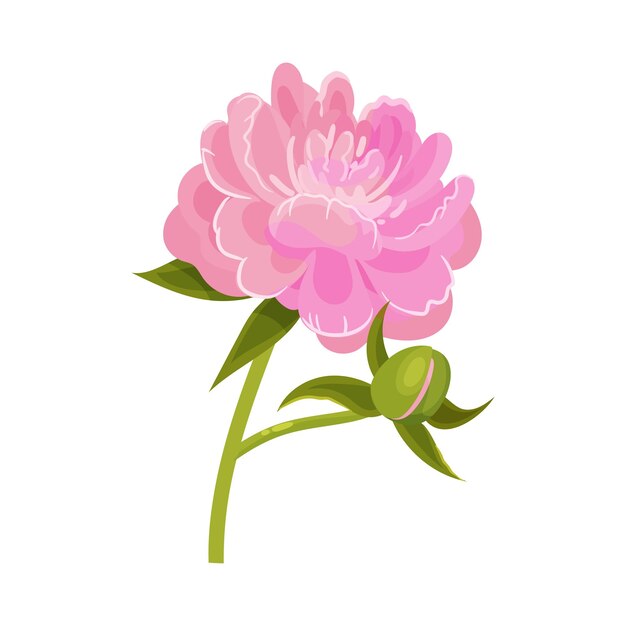 Vector lush pink blossoming peony next to a closed bud on a green stem vector illustration on a white background