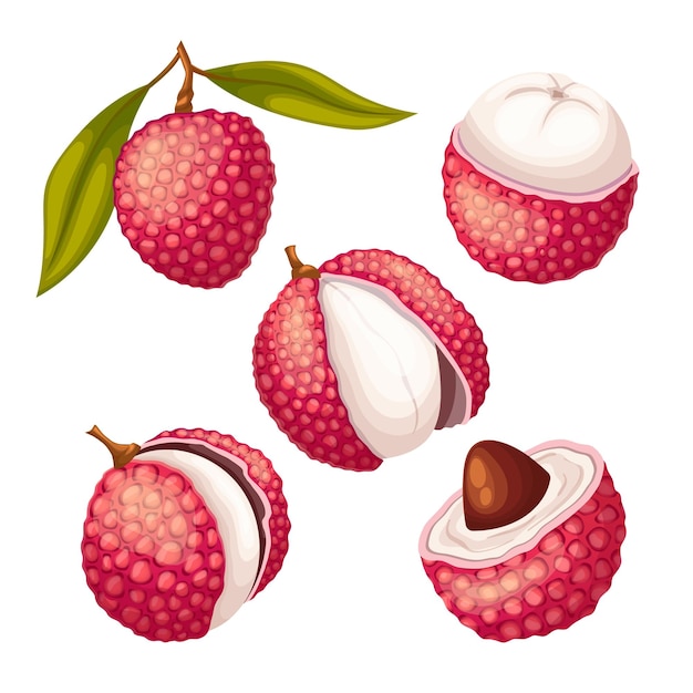 Vector lychee food fruit set cartoon vector illustration