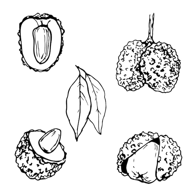 Lychee fruit black and white vector set isolated on a white background