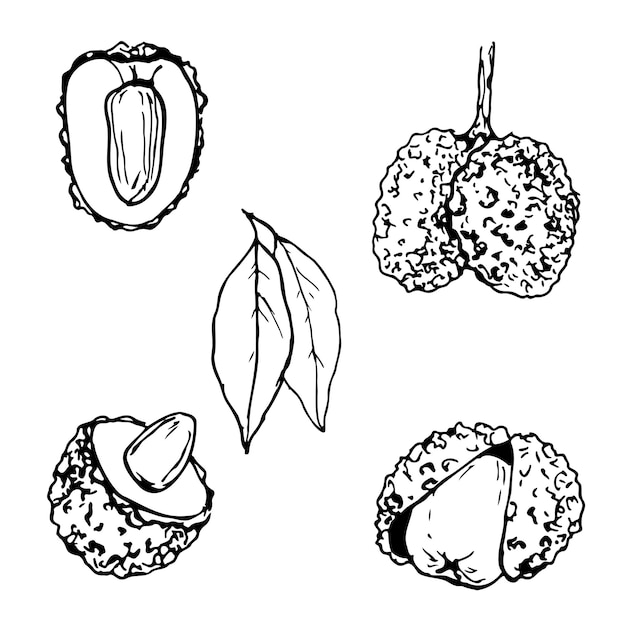 白い背景に分離されたライチ フルーツの黒と白のベクトルを設定