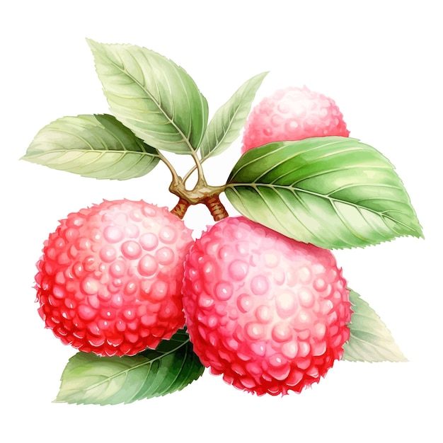 Lychee fruit watercolor clipart white background