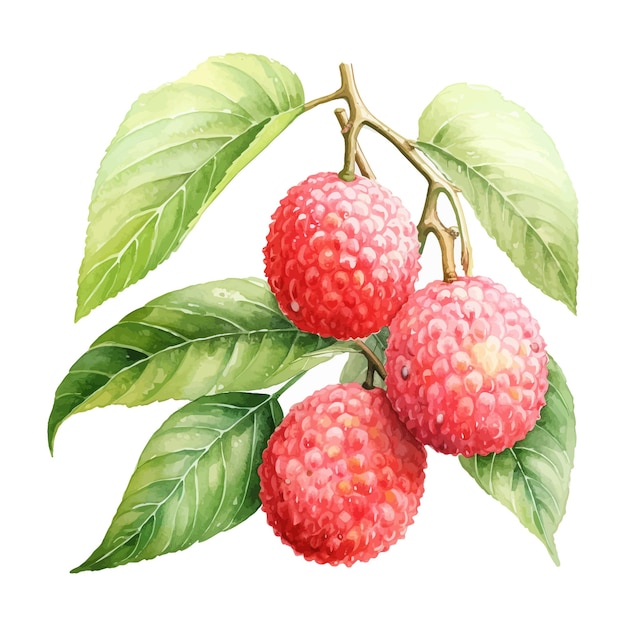 Lychee fruit watercolor clipart white background