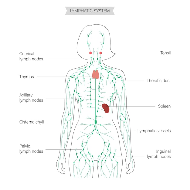 Lymfatisch systeem