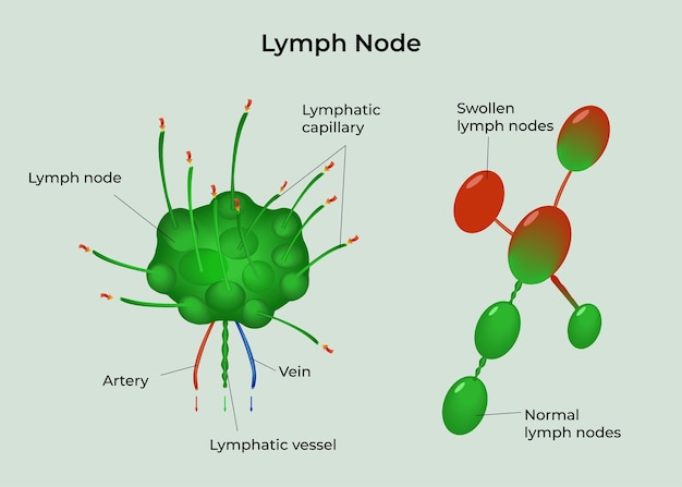 Vector lymfeklier medische illustratie anatomie poster structuur van de lymfeklier menselijke anatomie