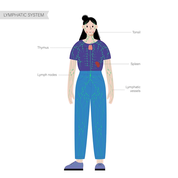 Lymfestelsel in het menselijk lichaam
