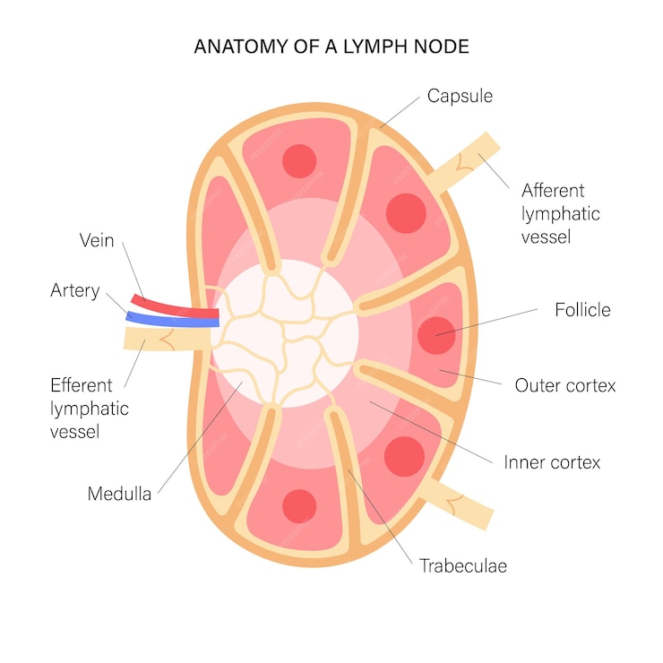 Premium Vector | Lymph node anatomy