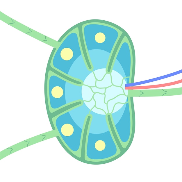 Vector lymph node anatomy