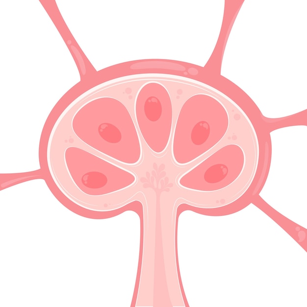Графический шаблон презентации векторной иллюстрации лимфатических узлов
