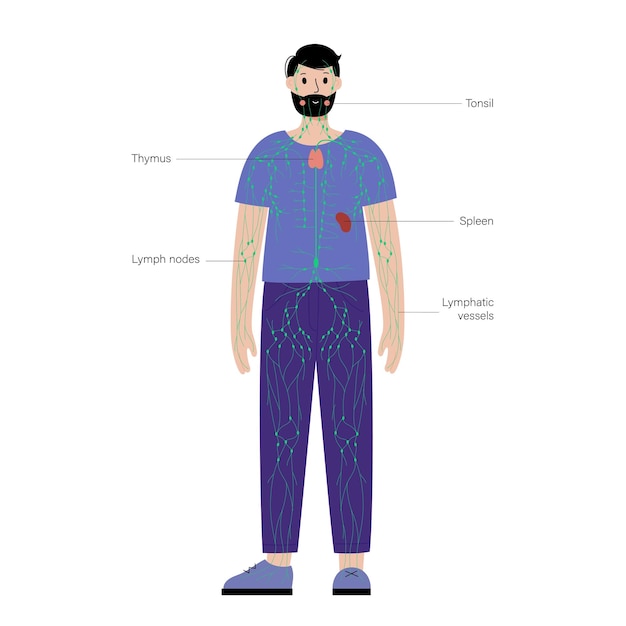 Vector lymphatic system in human body