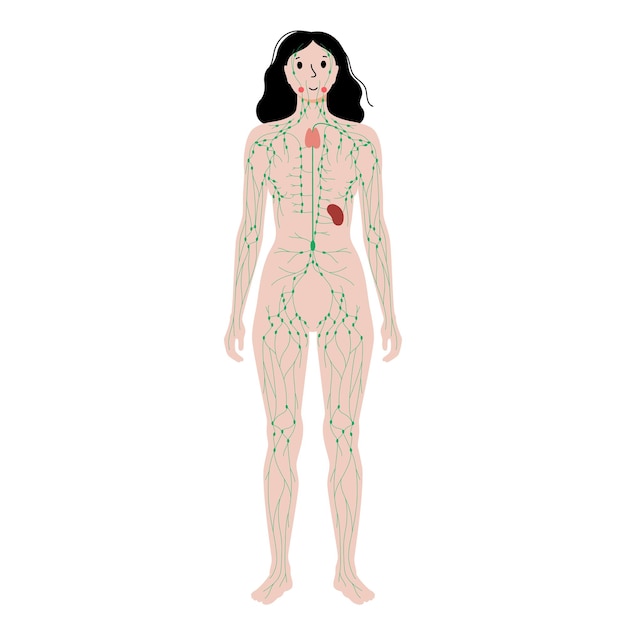 Lymphatic system in human body