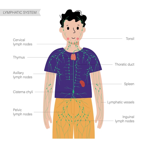 Sistema linfatico nel corpo umano