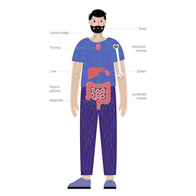 Sistema linfatico nel corpo umano