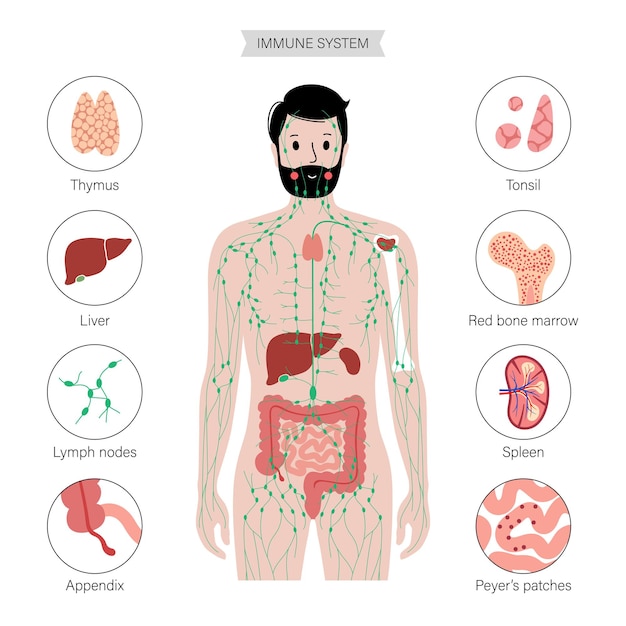 Vector lymphatic system in human body