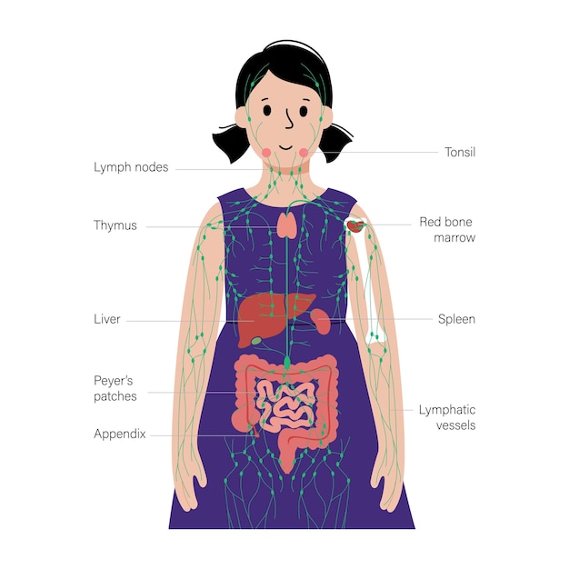 Lymphatic system in human body