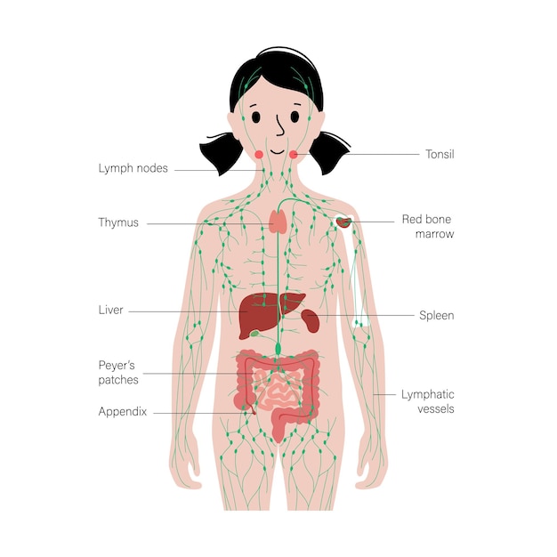 Lymphatic system in human body