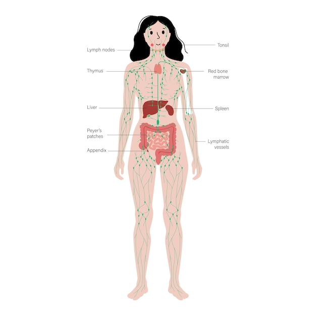 Лимфатическая система в организме человека