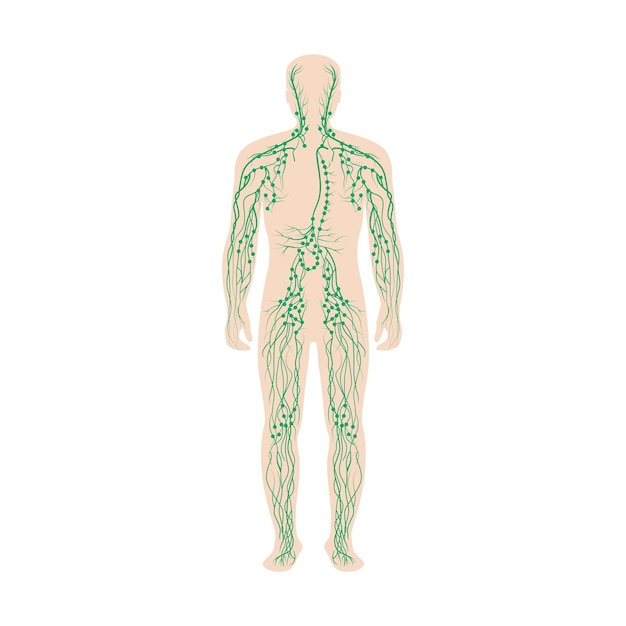 The lymphatic system labeled on a male body