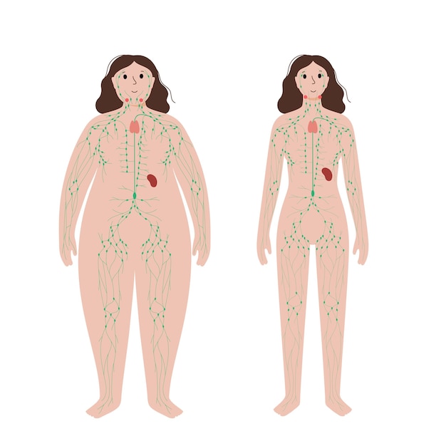 Lymphatic system in obese body