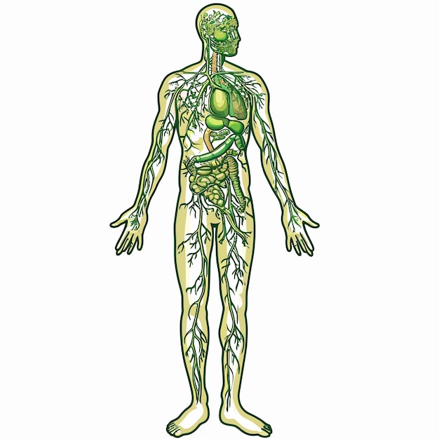 Vector lymphatic_system_vector_illustration