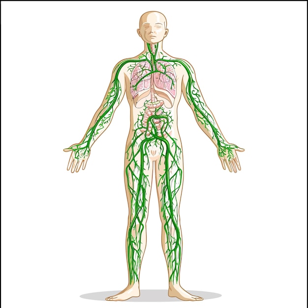 Vector lymphatic_system_vector_illustration