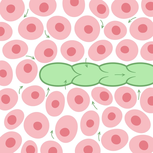 Vector lymphatic vessel concept