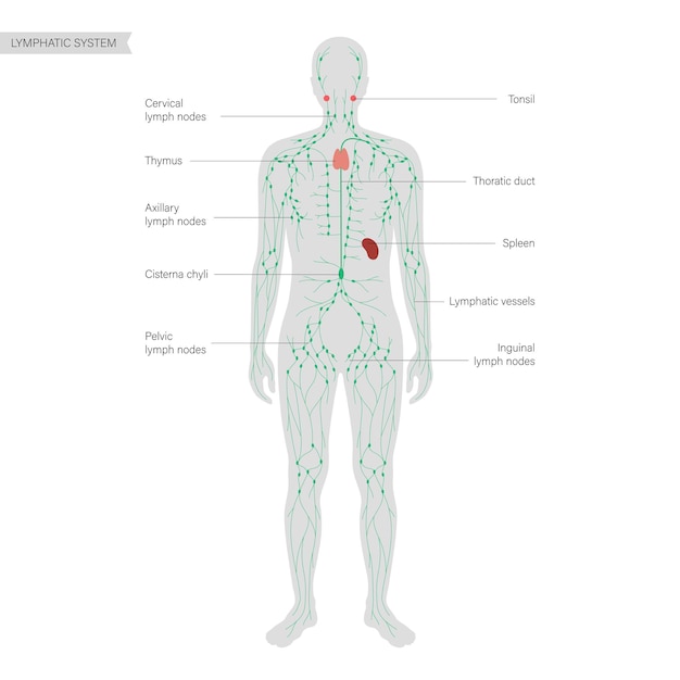 Vector lymphaticsystem