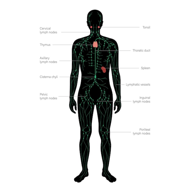 Vector lymphaticsystem