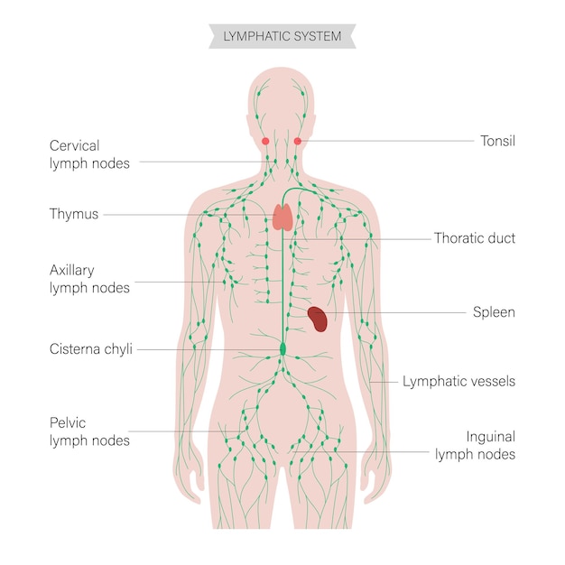 Vector lymphaticsystem