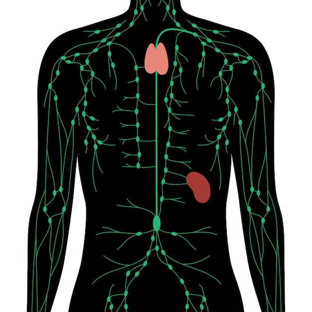 LymphaticSystem