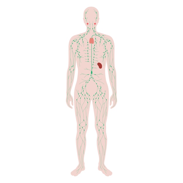 Vector lymphaticsystem