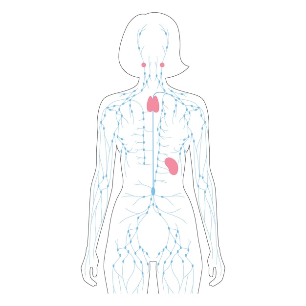 Lymphaticsystem