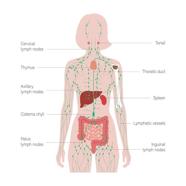 Vector lymphaticsystem