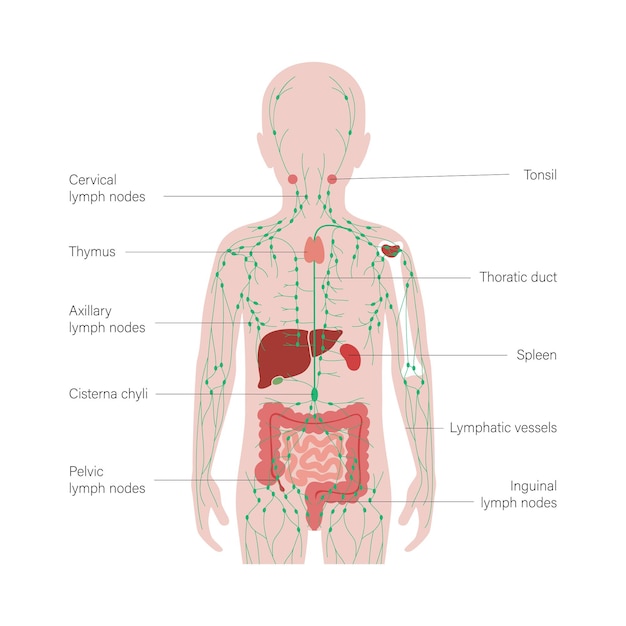 Vector lymphaticsystem