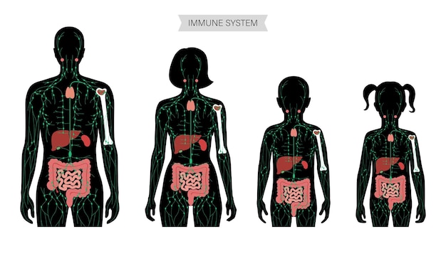 Lymphaticsystem