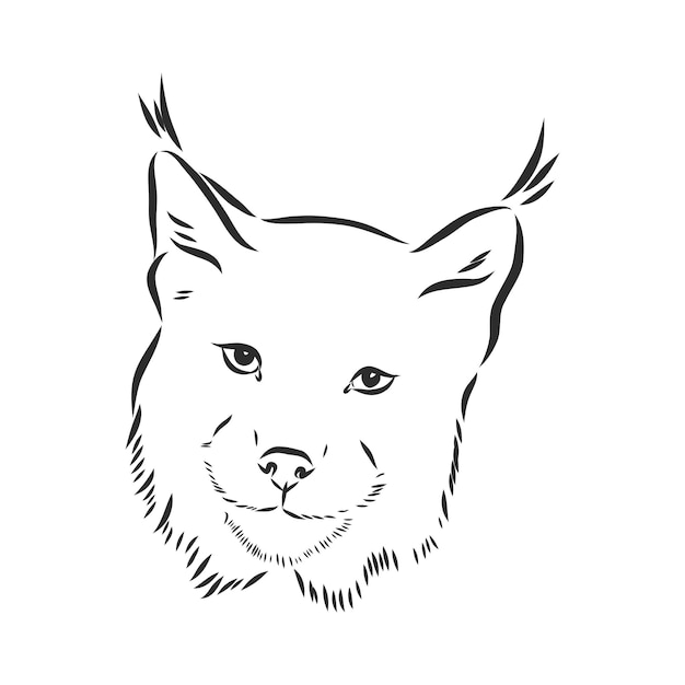 Disegno di lince - contorno vettoriale in bianco e nero di gatto selvatico selvatico, lince, illustrazione di schizzo vettoriale