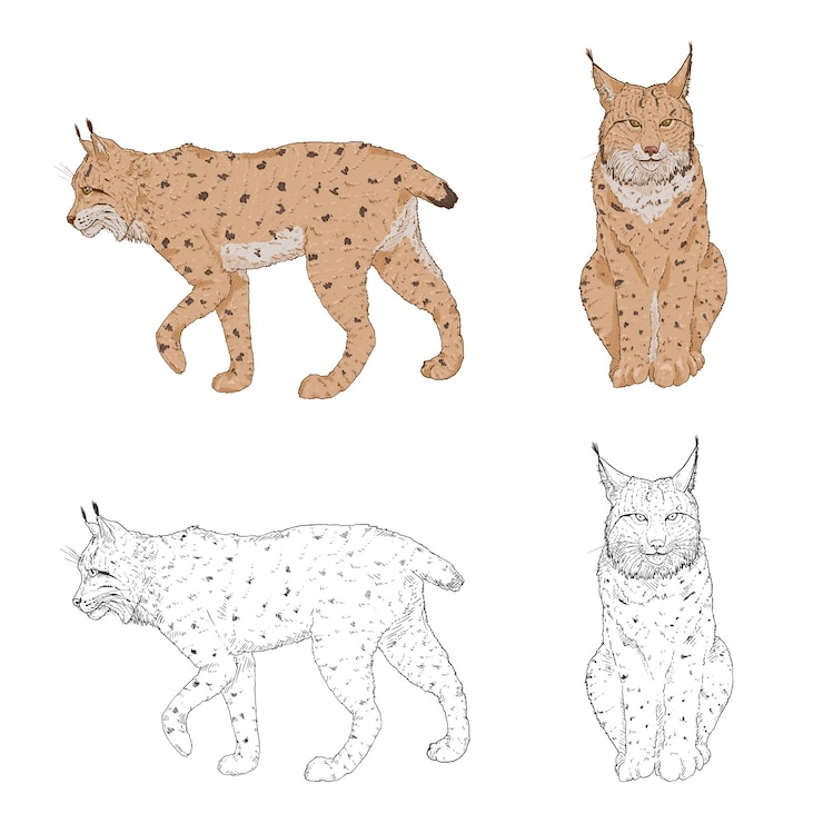 Vector lynx illustrations sketch and cartoon set