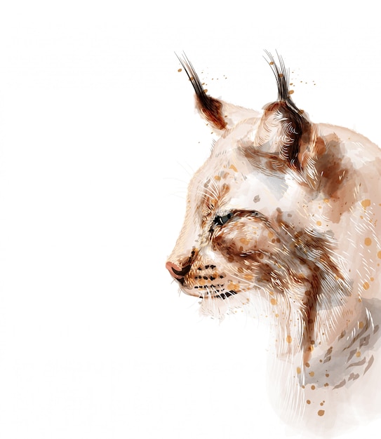 Vector lynx watercolor isolated